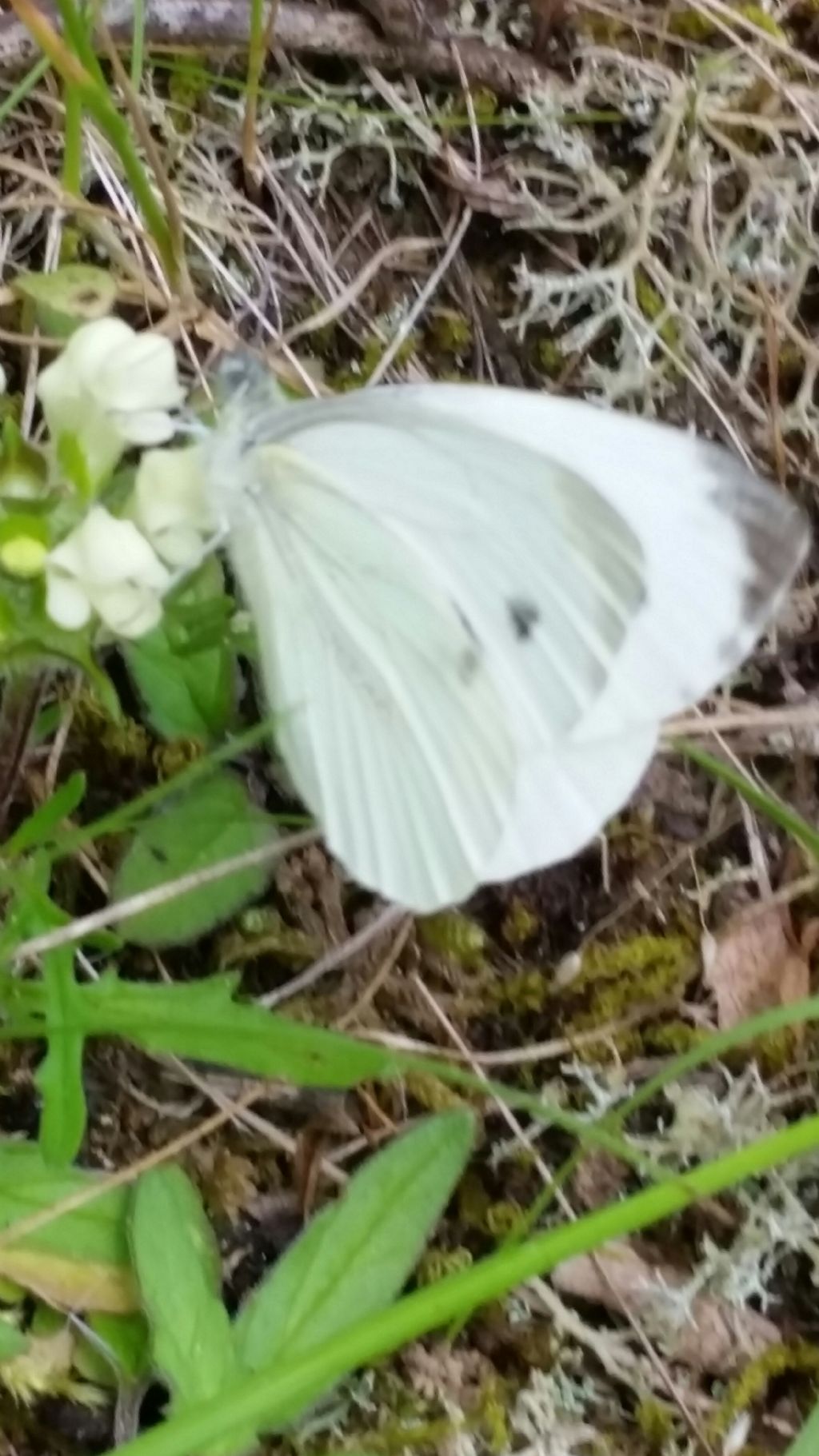 Che farfalla 3? Pieris napi - Pieridae